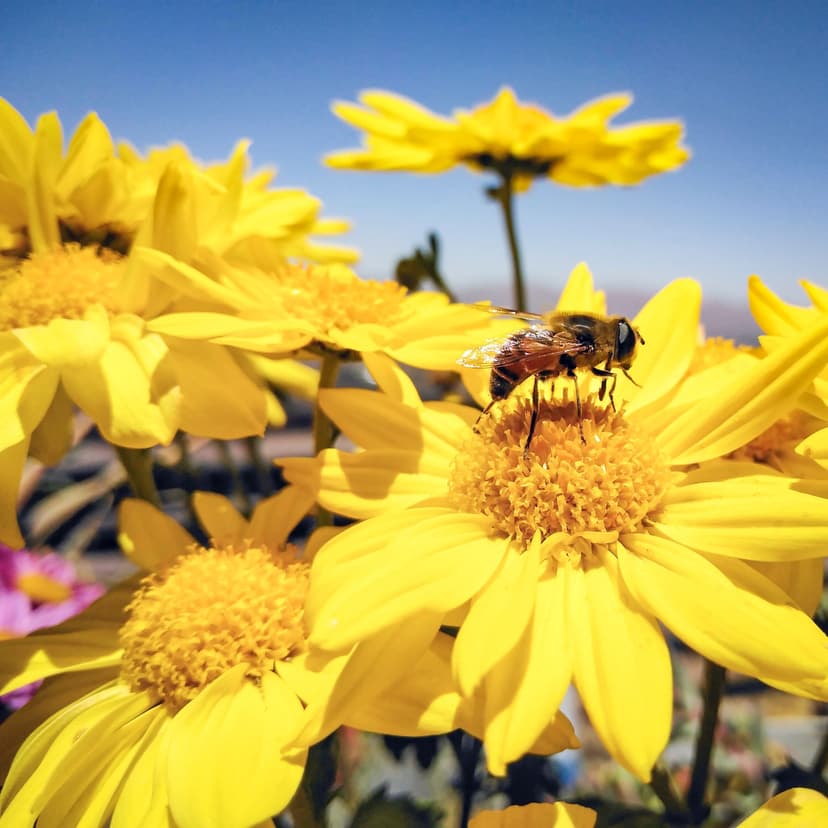 bee